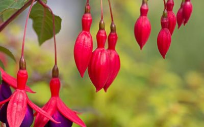 What to plant this summer