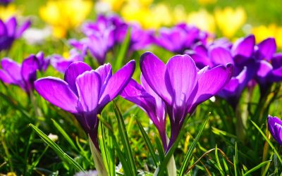 Autumn gardening: A time to sow