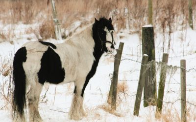 Horse care: Get ready for autumn and winter