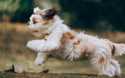 Collagen: A super ‘glue’ to boost your dog’s health